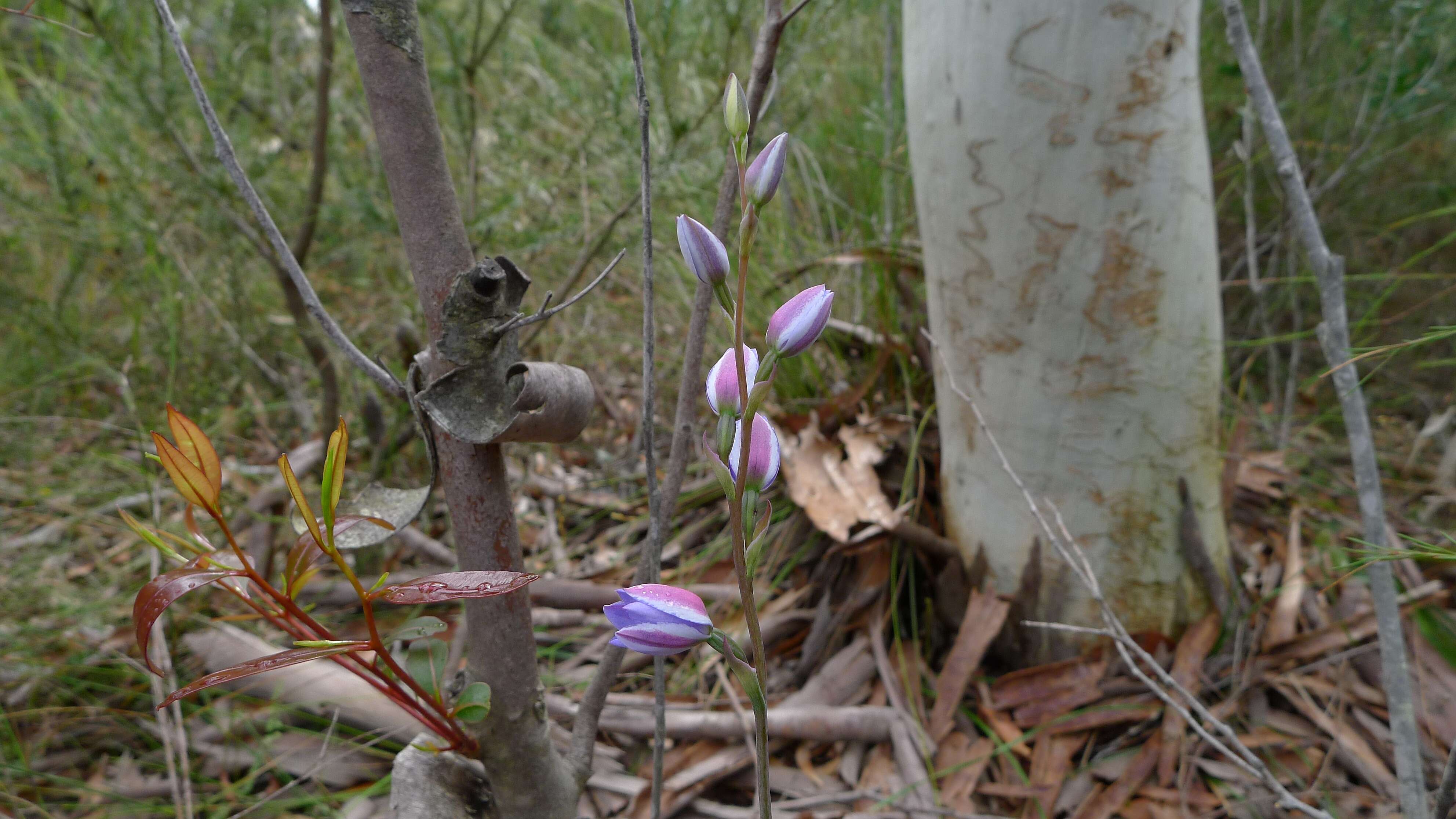 Image of Thelymitra ixioides Sw.