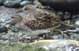 Image of Calidris Merrem 1804