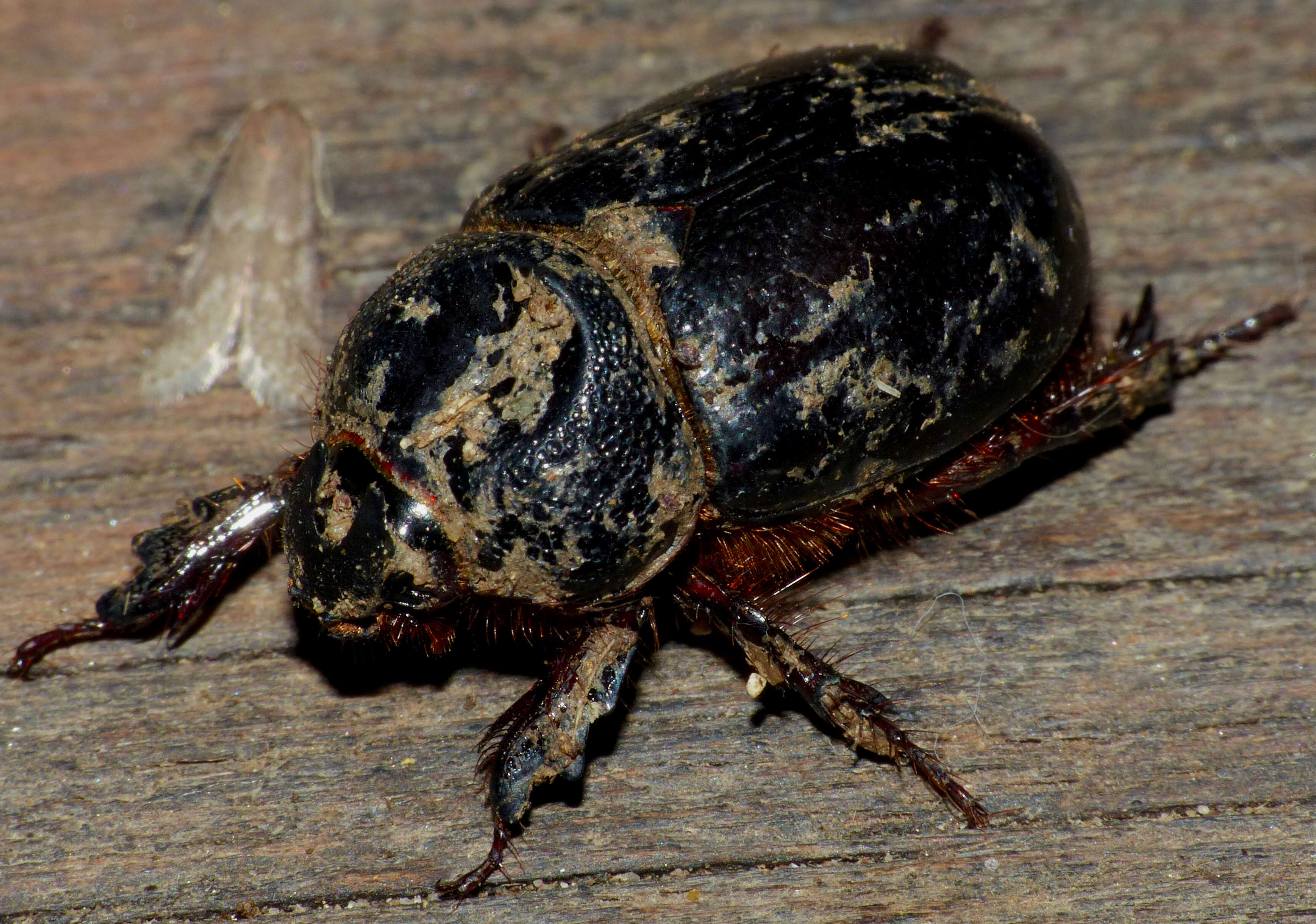 Image of Temnorhynchus (Temnorhynchus) coronatus (Fabricius 1781)