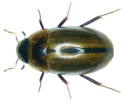 Слика од Enochrus (Methydrus) coarctatus (Gredler 1863)