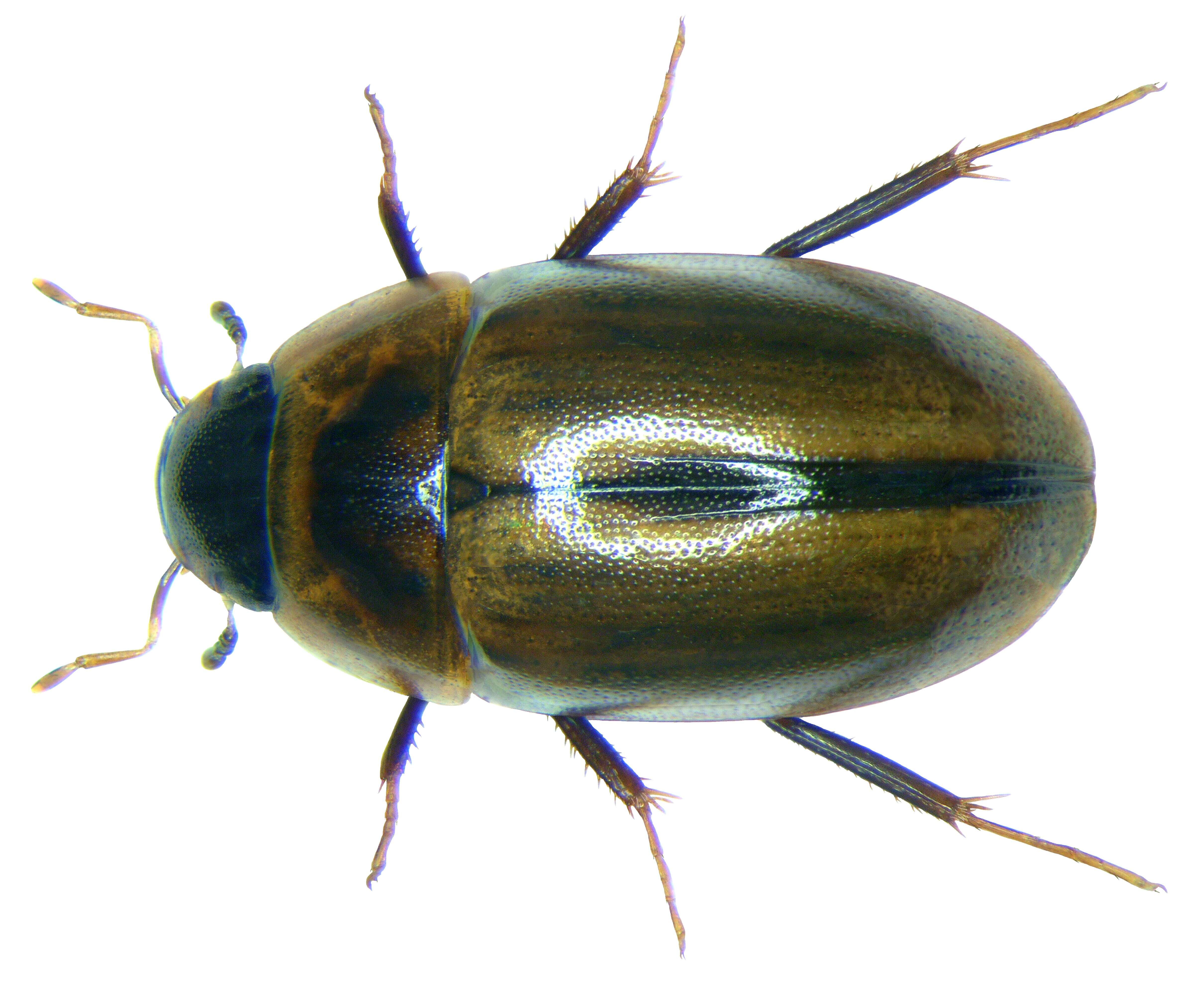 Image of Enochrus