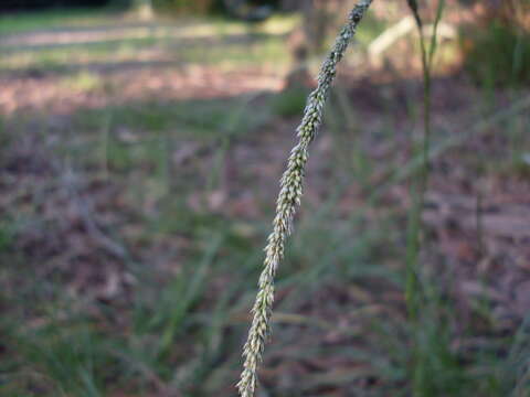 Image of rat-tail grass