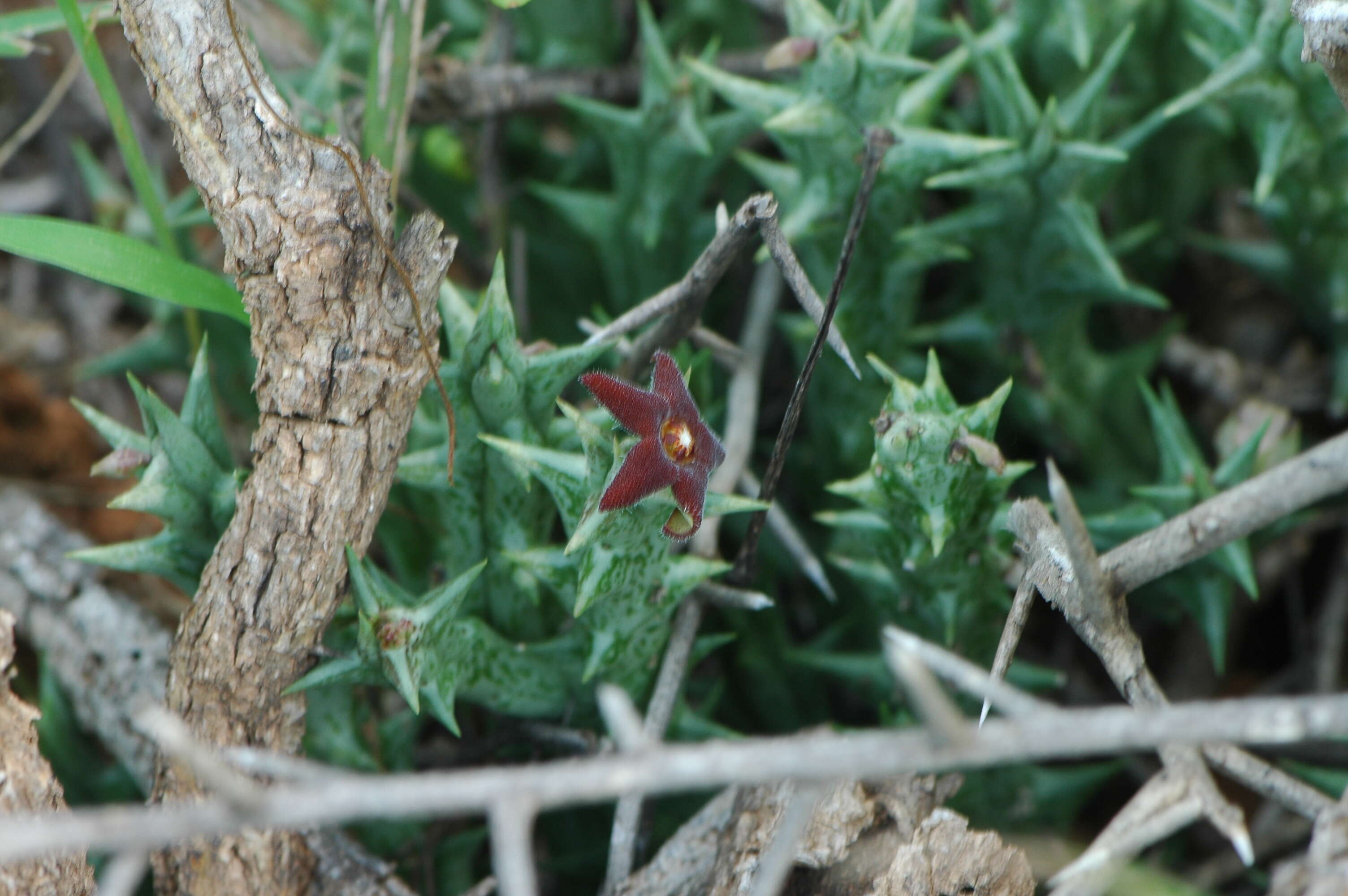 Image of Ceropegia venenosa (Maire) Bruyns