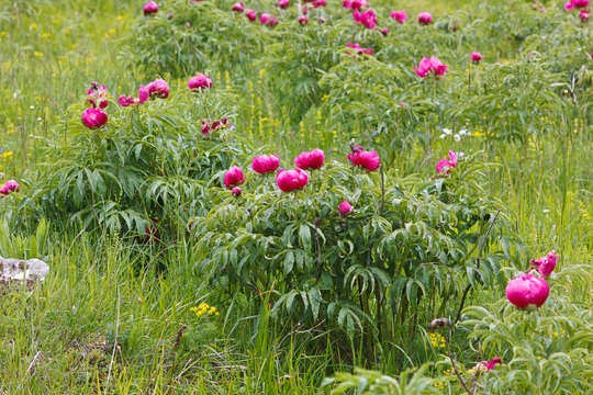 Image of peony