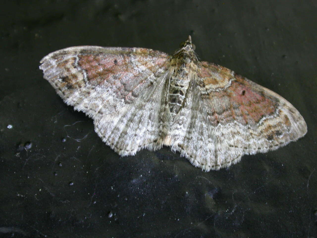 Image of Red Twin-spot Carpet