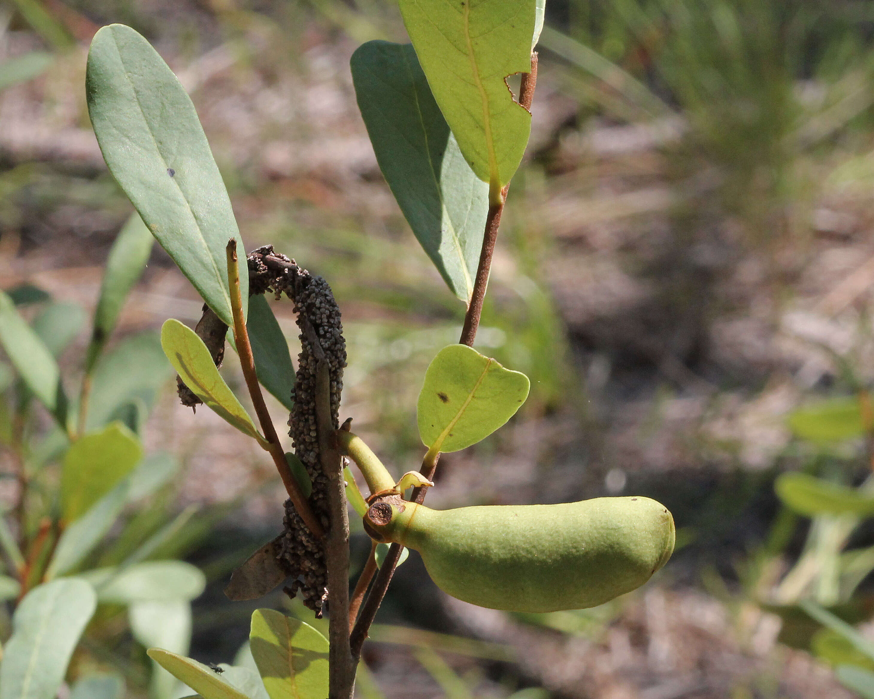 Plancia ëd Asimina reticulata Shuttlew. ex Chapm.