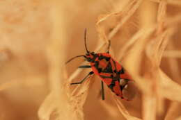 Image of Spilostethus pandurus Scopoli 1763