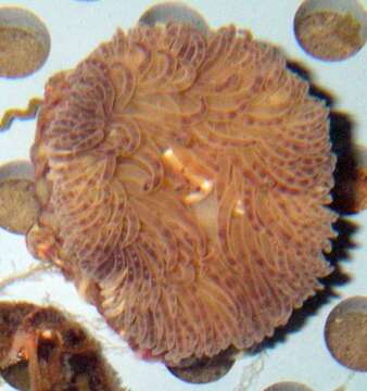 Image of parasitic anemone