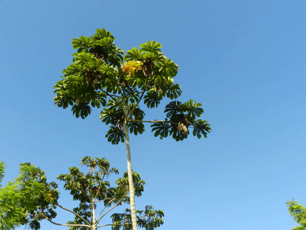 Cecropia obtusifolia Bertol.的圖片