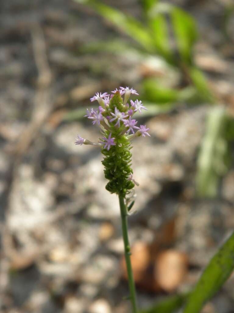 Image de Polygala incarnata L.