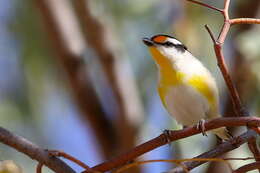 Image of pardalotes