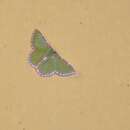 Image of Synchlora pulchrifimbria Warren 1907