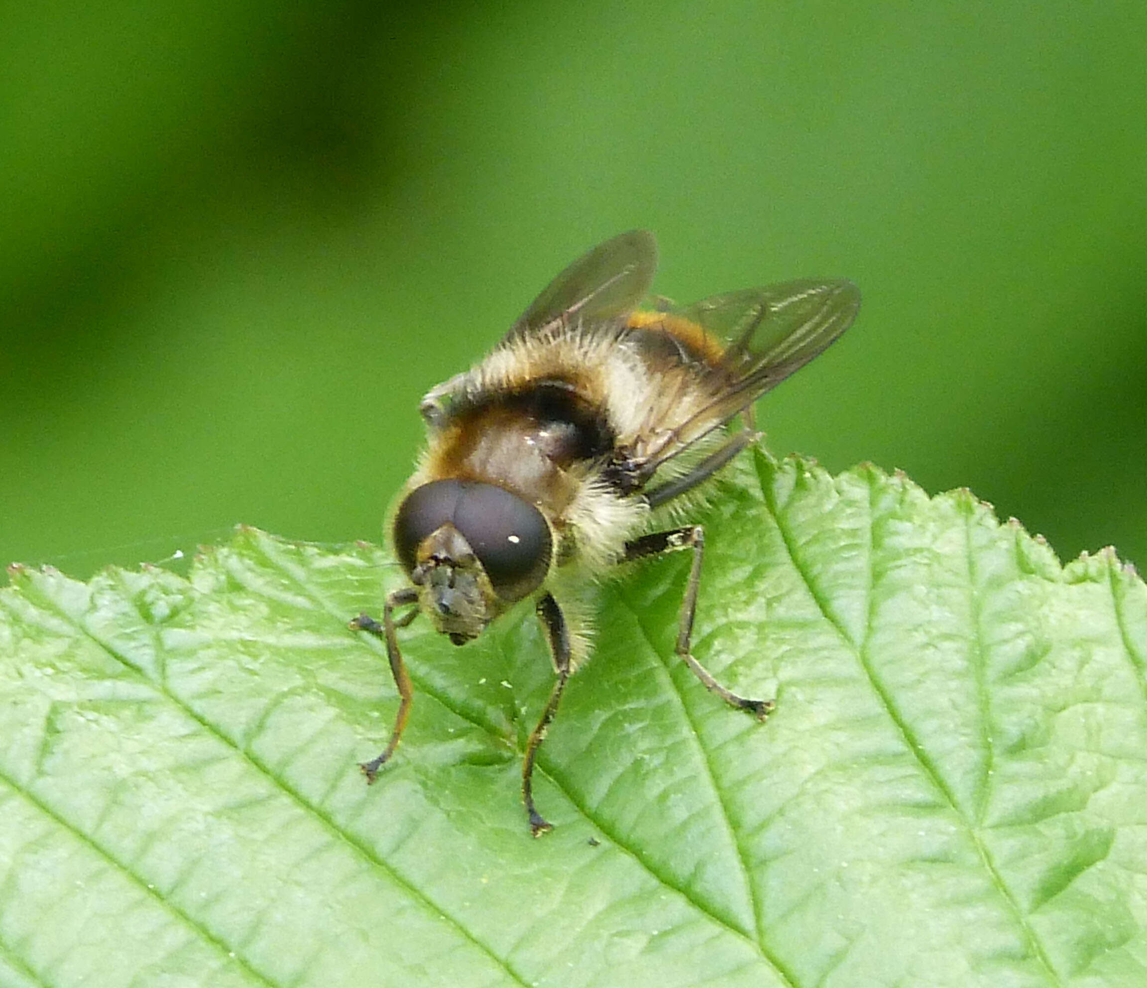 Leucozona lucorum (Linnaeus 1758) resmi