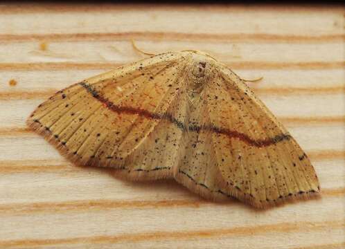 Cyclophora punctaria Linnaeus 1758 resmi