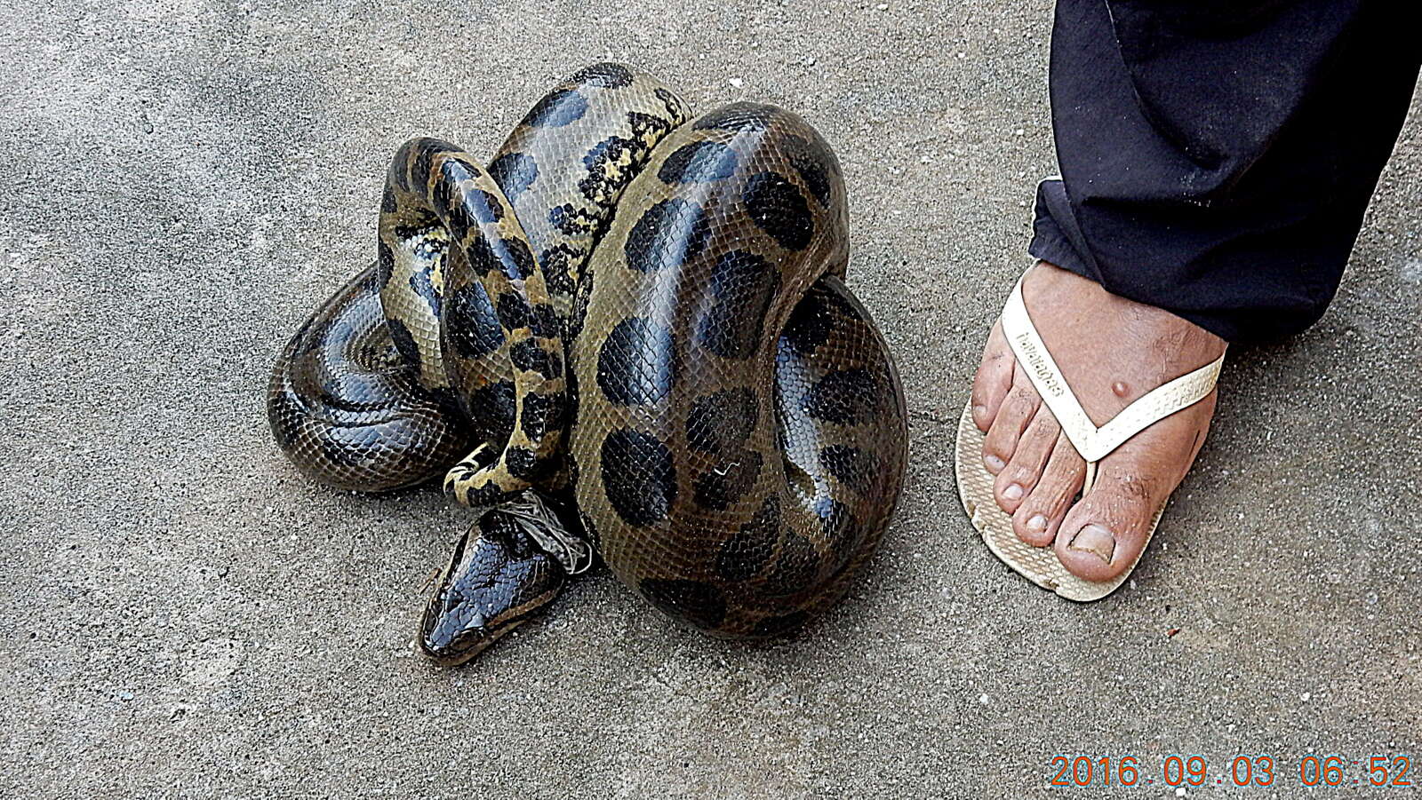 Image of Green anaconda