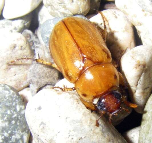 Image of Southern Masked Chafer