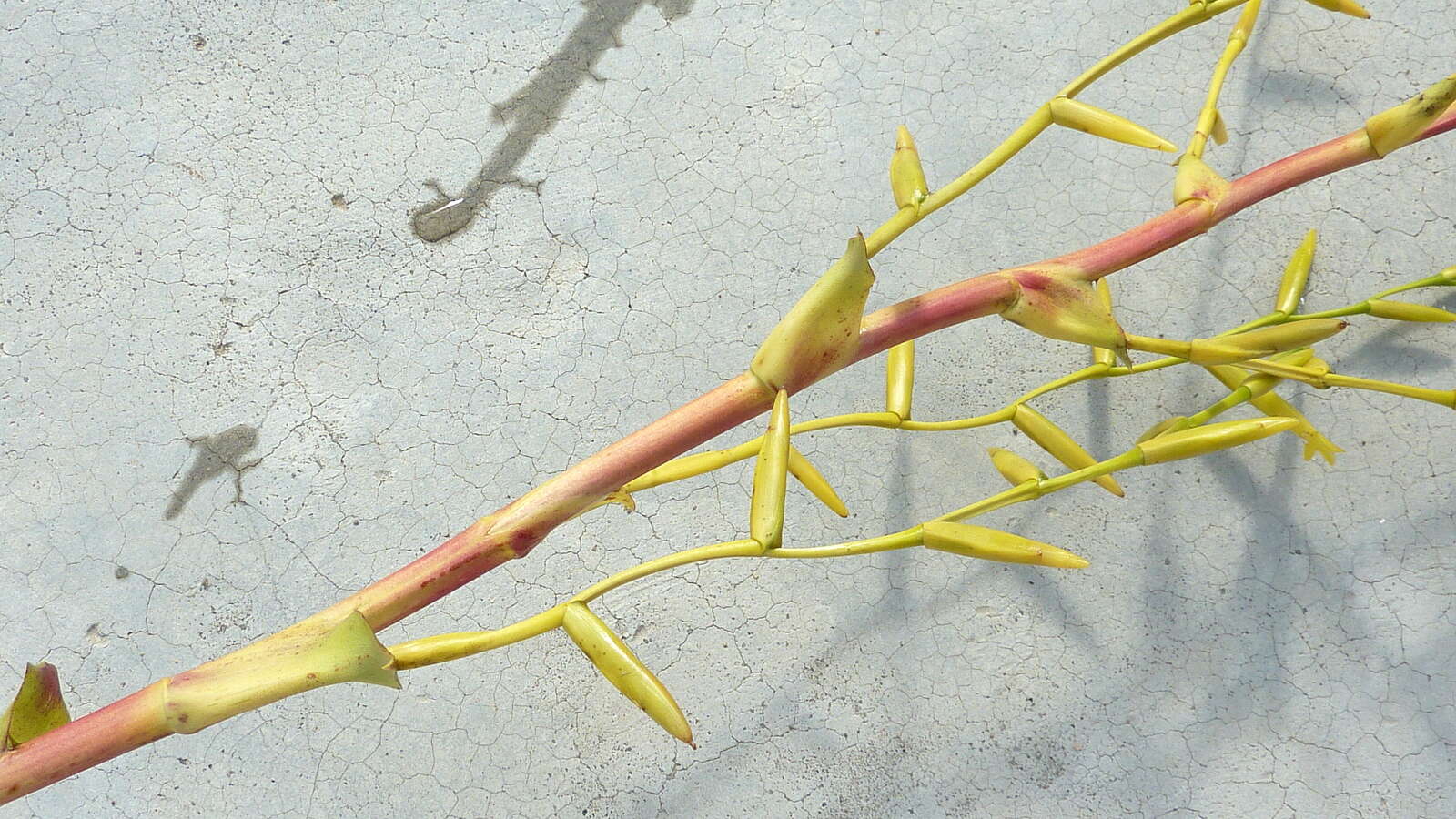 Image of Vriesea procera (Mart. ex Schult. & Schult. fil.) Wittm.