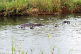 Image of Common Hippopotamus