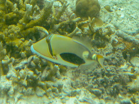 Image of Lagoon triggerfish