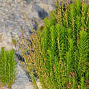 صورة Gonocarpus pithyoides Nees