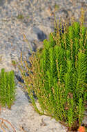 Image of water milfoil family