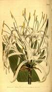 Image de Hymenocallis caribaea (L.) Herb.