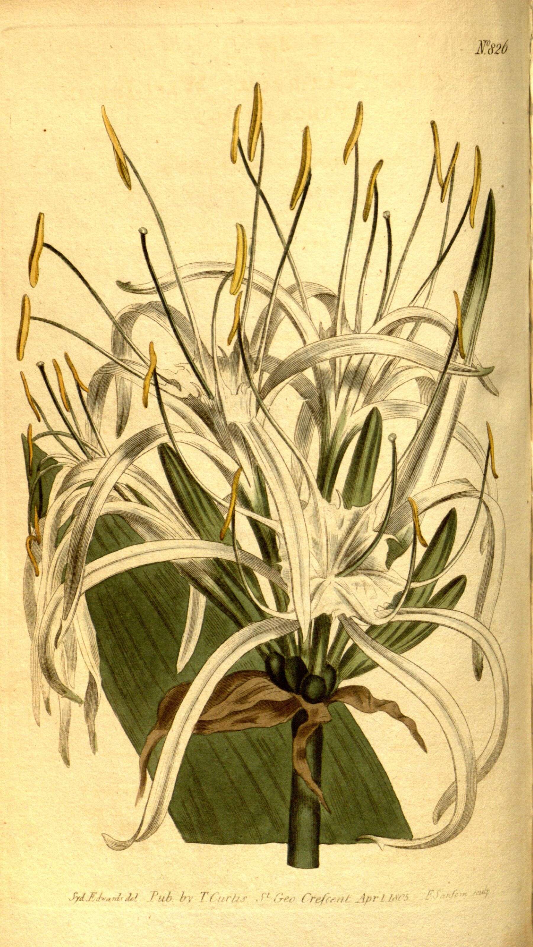 Image of Caribbean spiderlily