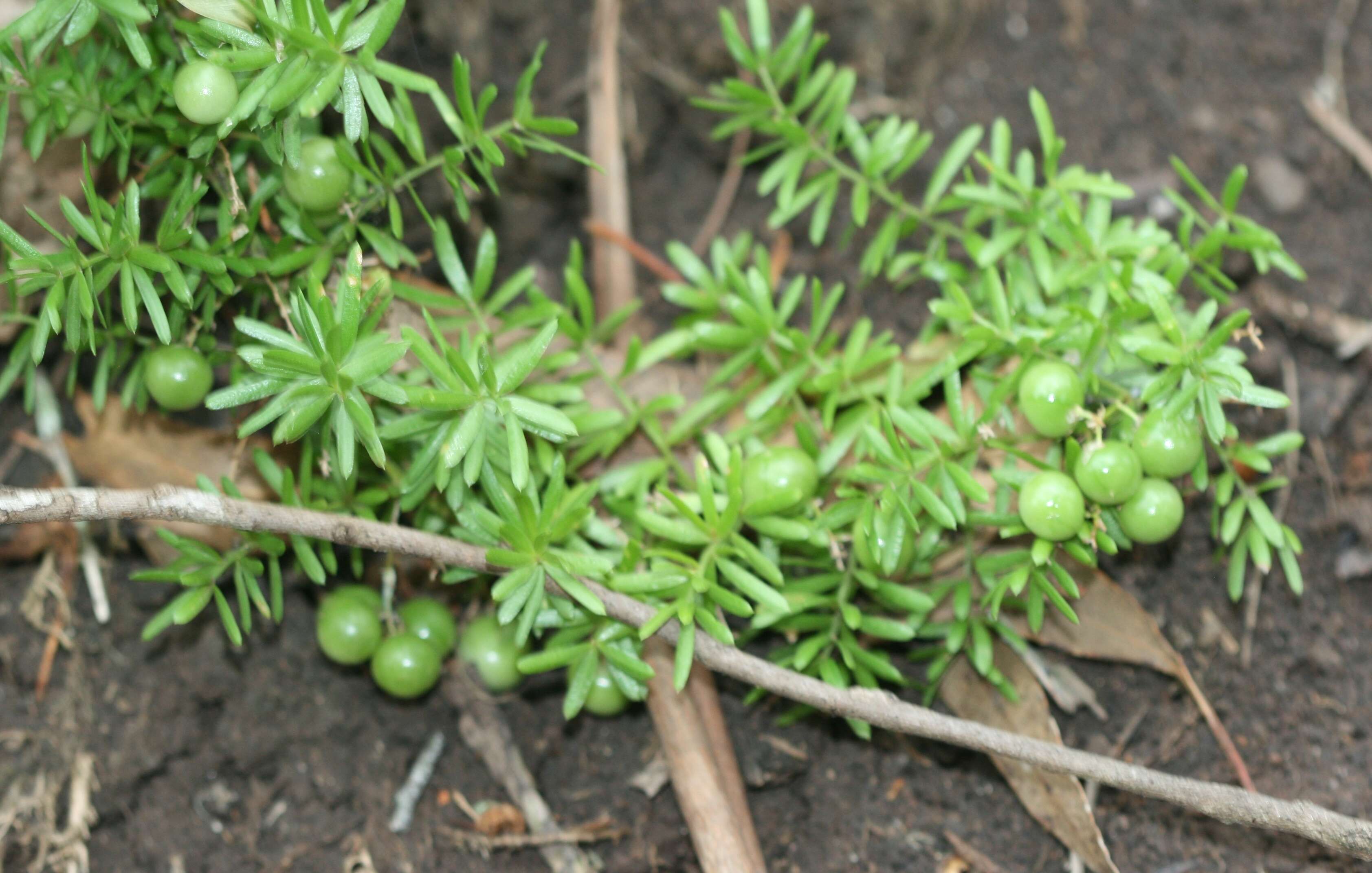 Image of Sprenger's Asparagus