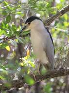 Image of Night Herons