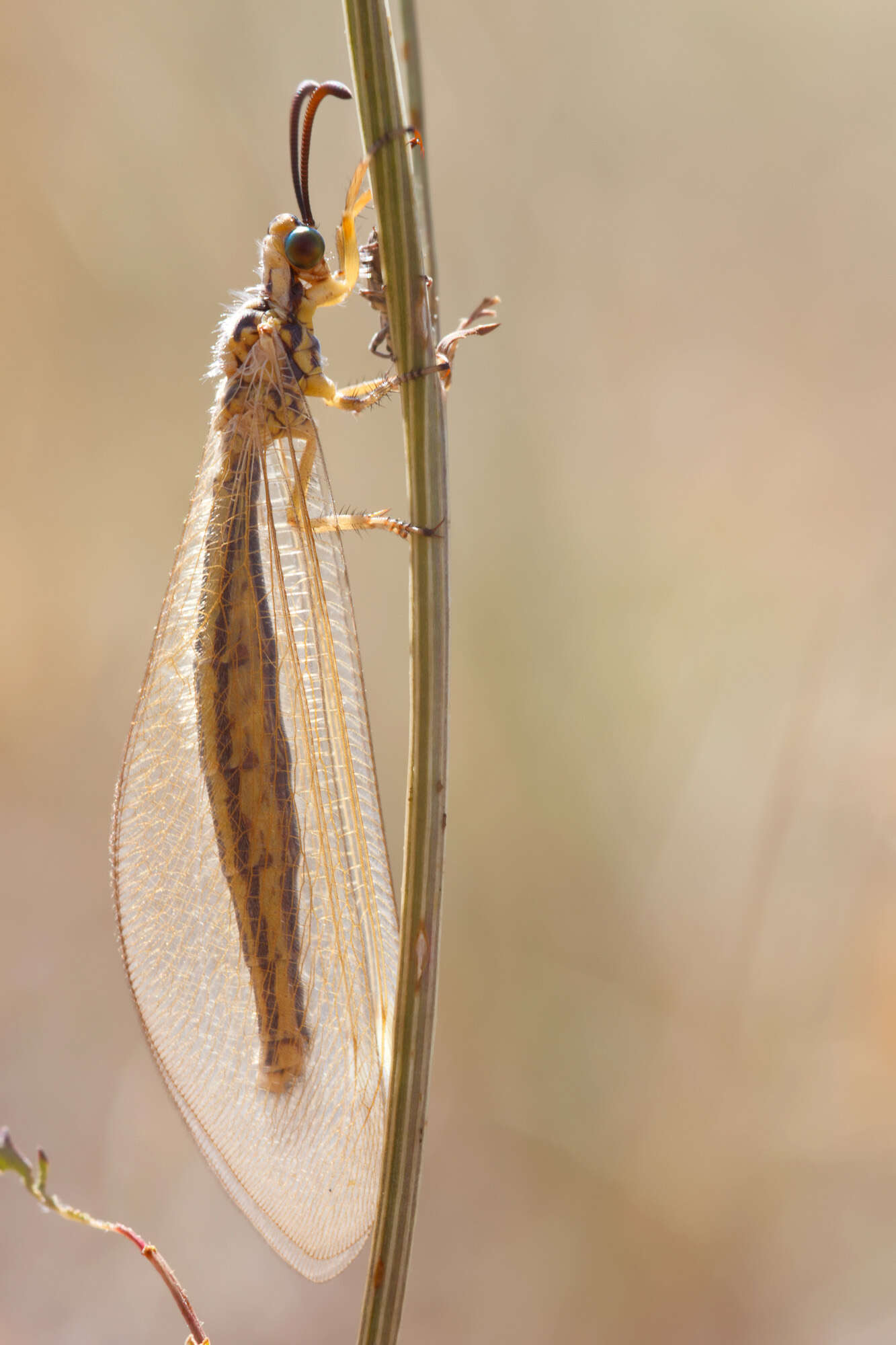 Image of Myrmecaelurus