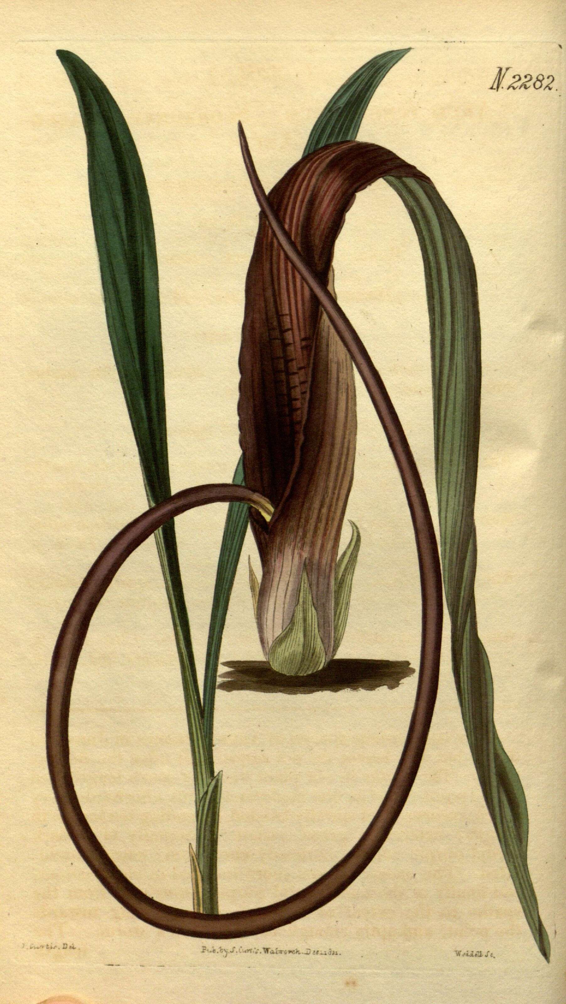 Image of Narrow-leaved Biarum