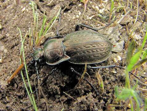 Image of Carabus (Tachypus) vagans G. A. Olivier 1795