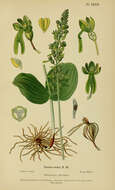 Image of Common twayblade