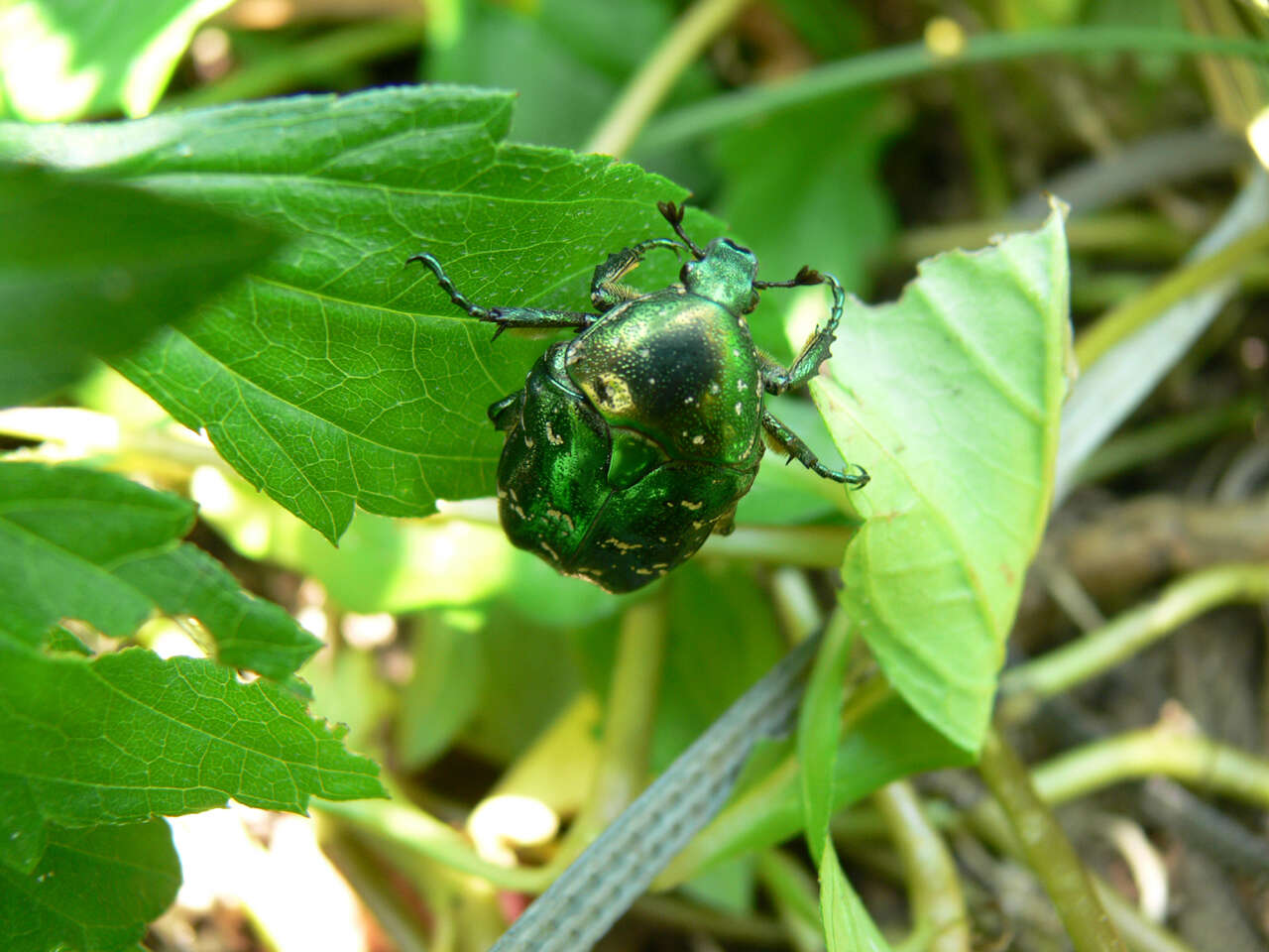 Image of Scarab beetle