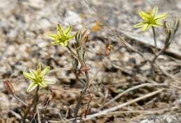 Image of Albuca suaveolens (Jacq.) J. C. Manning & Goldblatt