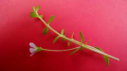 Image of Water Hyssop