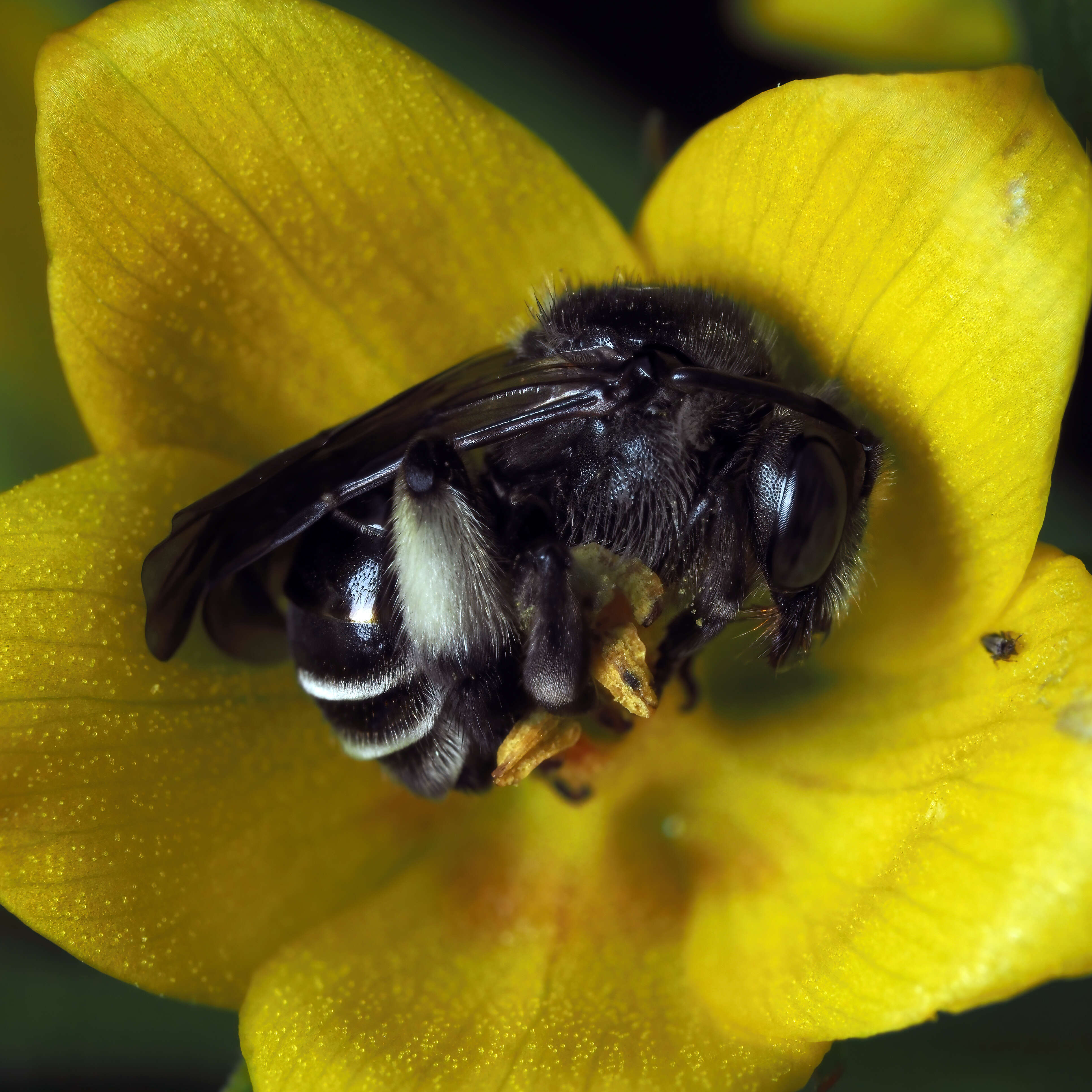 Image of melittid bees