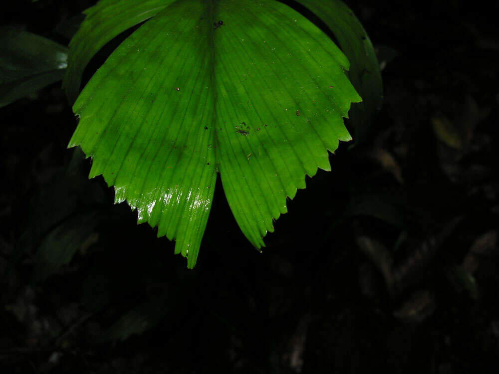 Image of Reinhardtia simplex (H. Wendl.) Burret