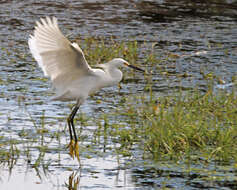 Image of Snowy Egret