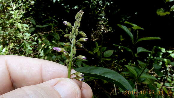 Image of Poecilanthe falcata (Vell.) Heringer