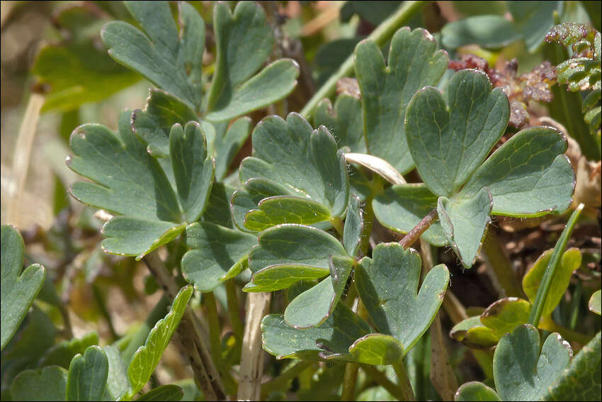 Image of Aquilegia iulia E. Nardi