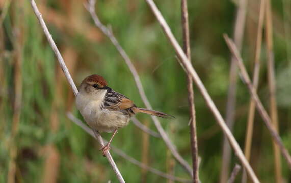 Image of Lesser Black-backed Cisticola