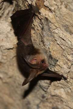 Image of Brown long-eared bat