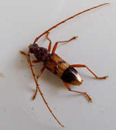 Image of Eucalyptus longhorned borer