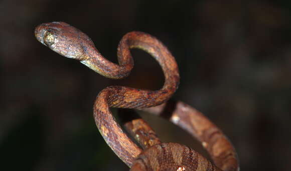 Image of Cat Snakes