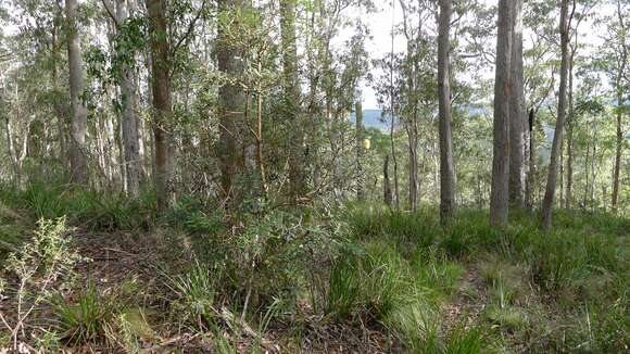 Image of coast banksia