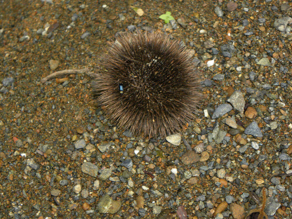 Image of Apeiba tibourbou Aubl.