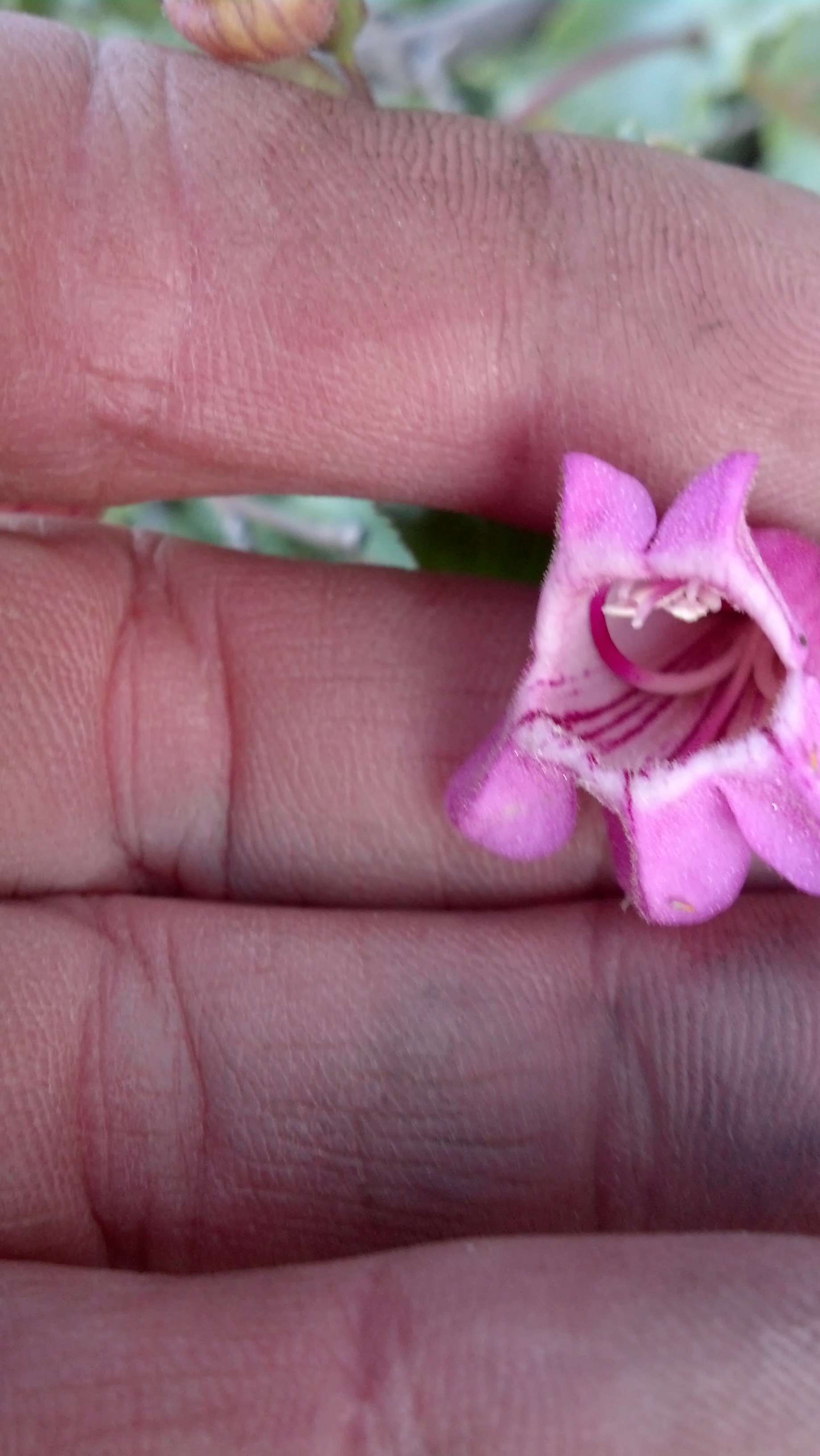 Image of Sunset Crater beardtongue