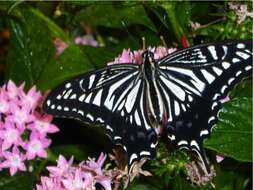 Papilio xuthus Linnaeus 1767 resmi