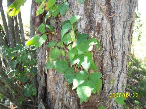 Image of poison oak